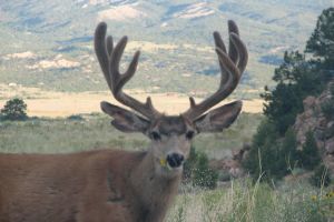 big buck eating sunflowers